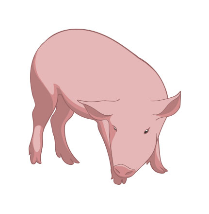 Schweinevermarktung